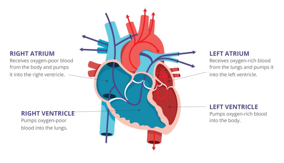 EKG Rhythms | ECG Heart Rhythms Explained 